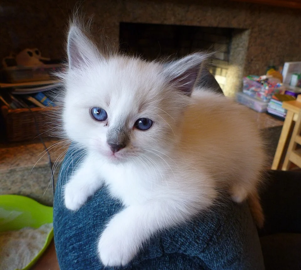 아기 고양이