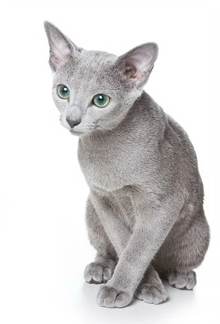 러시안 블루